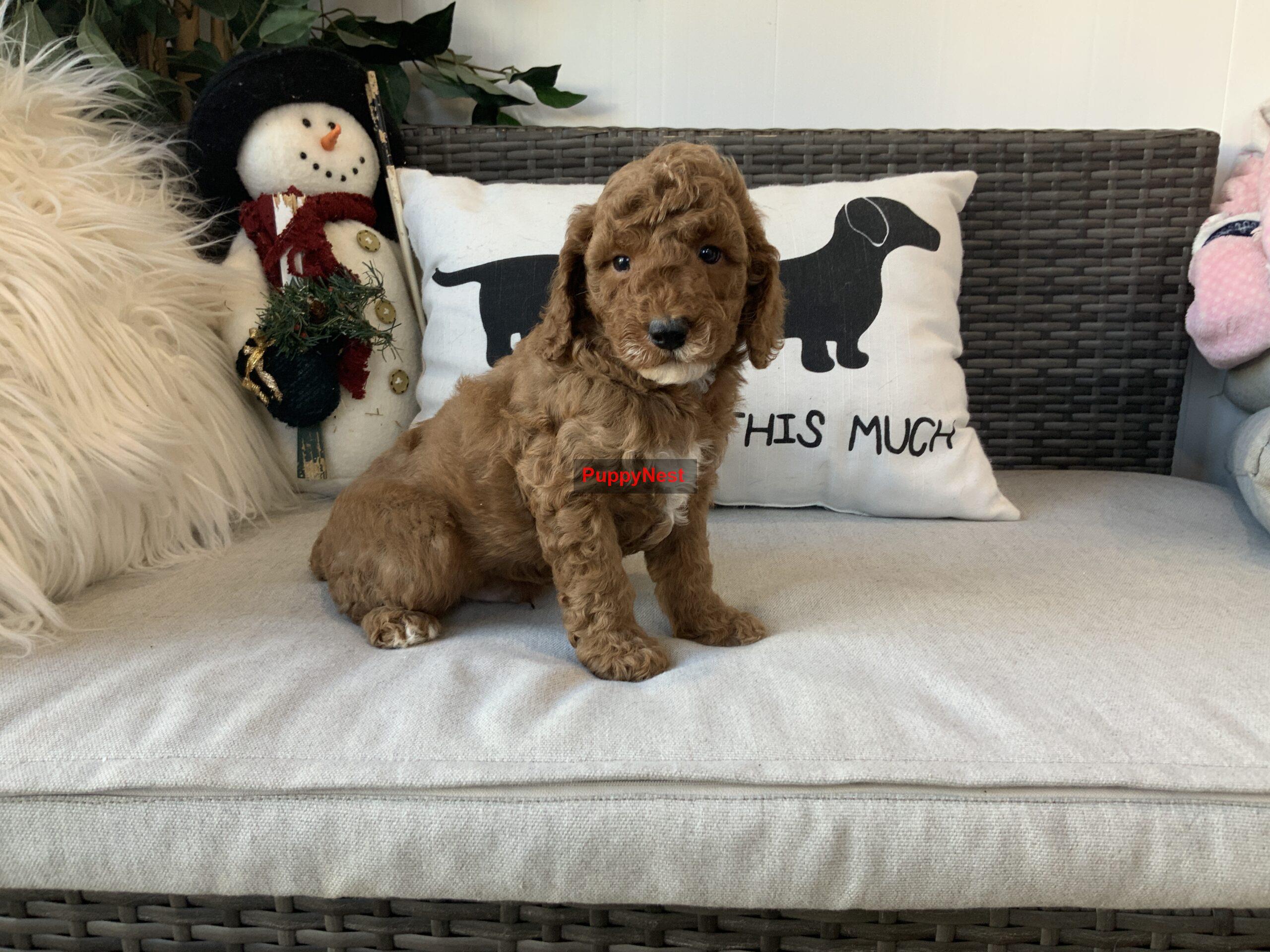 Puppy Image